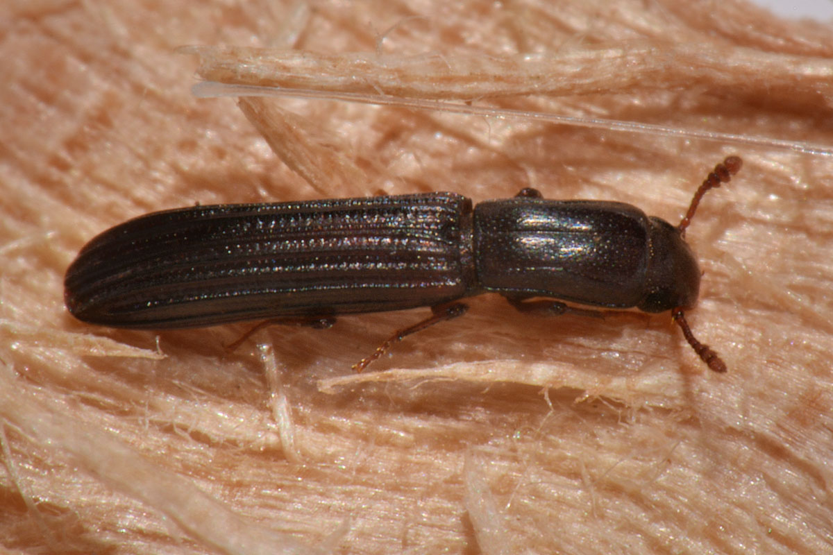 Zopheridae: Colydium elongatum? S !